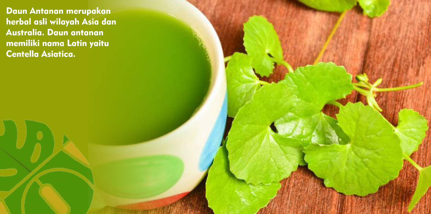 Ragam Khasiat Daun Antanan yang Baik Untuk Kesehatan Ragam Khasiat Daun Antanan yang Baik Untuk Kesehatan